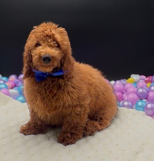 [#2662-02]  - Red F Goldendoodle Min Puppies For Sale