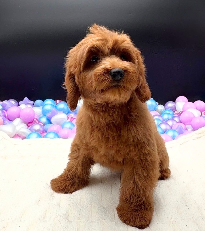 [#2662-05]  - Red F Goldendoodle Min Puppies For Sale
