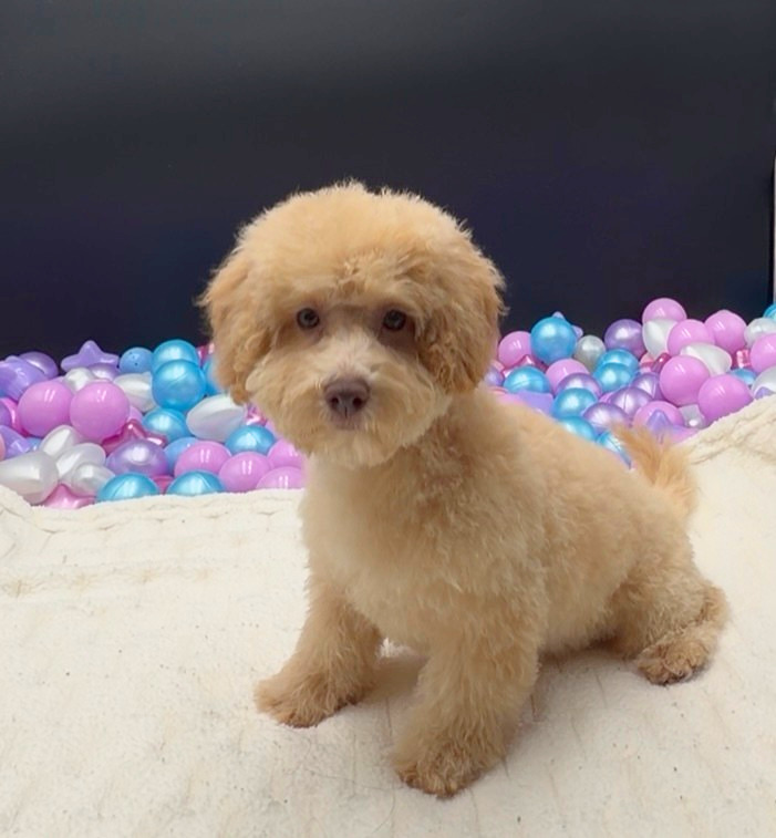 [#26400-02]  - Apricot F Poodle Mini Puppies For Sale