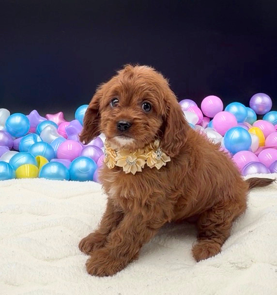 [#26457-03]  - Red F Cavapoo Puppies For Sale