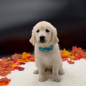 Petland Miami Golden Retriever puppy available