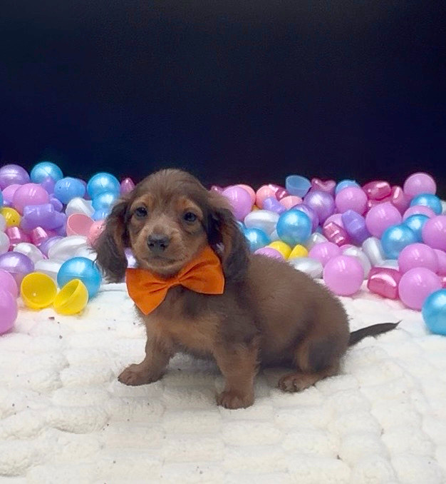 [#26451-01]  - Brown / Tan M Dachshund Puppies For Sale