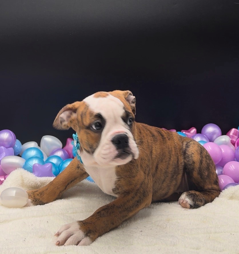[#N09482]  - Red Brindle and White F Old English Bulldog Puppies For Sale