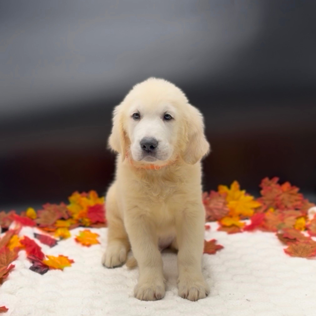 [#26505-01]  - Cream M Golden Retriever Puppies For Sale