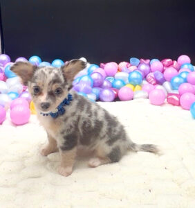 Chihuahua