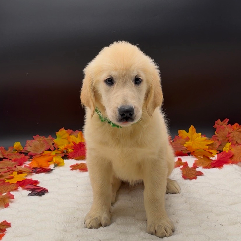 [#26505-04]  - Cream F Golden Retriever Puppies For Sale