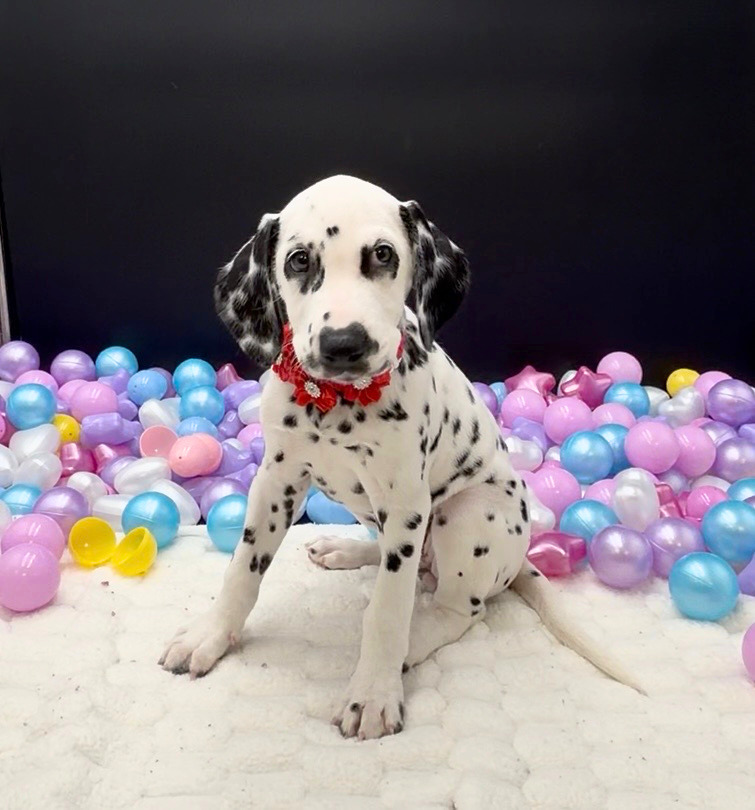 [#26422-03]  - White / Black F Dalmatian Puppies For Sale