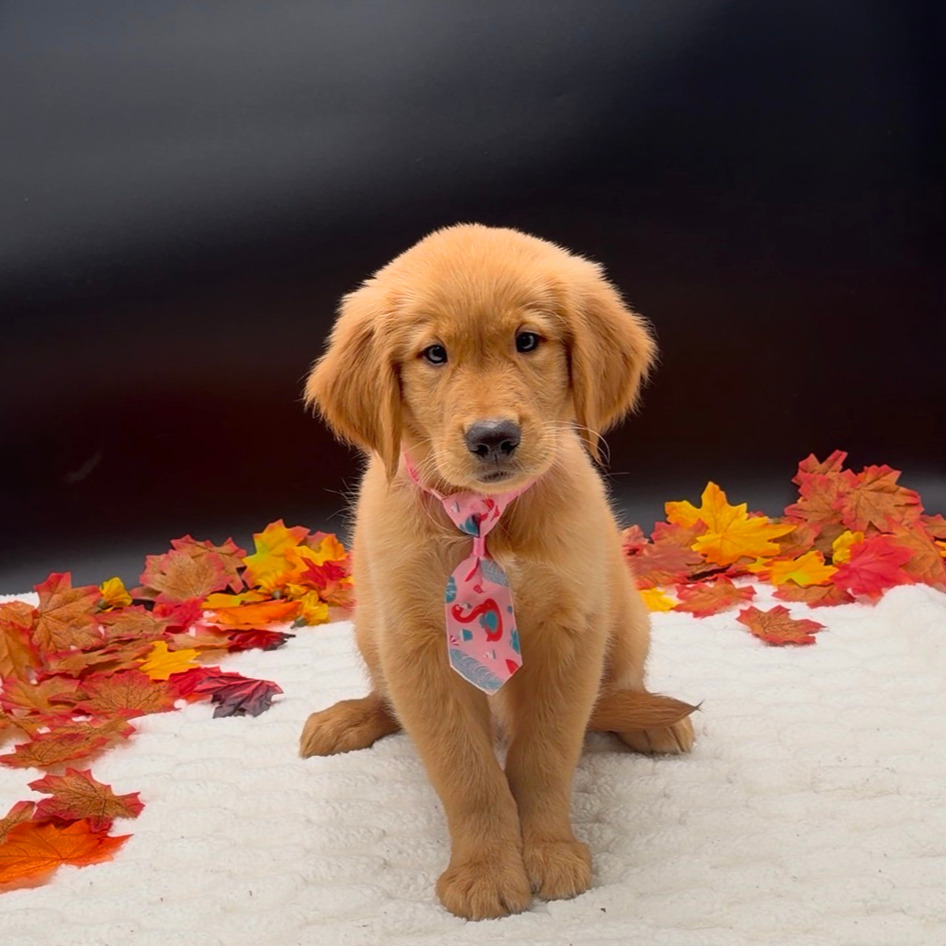 [#26154-04]  - Dark Golden M Golden Retriever Puppies For Sale