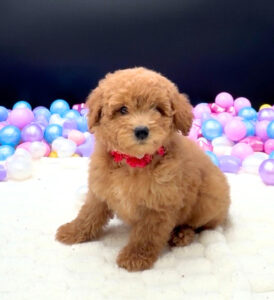 Goldendoodle