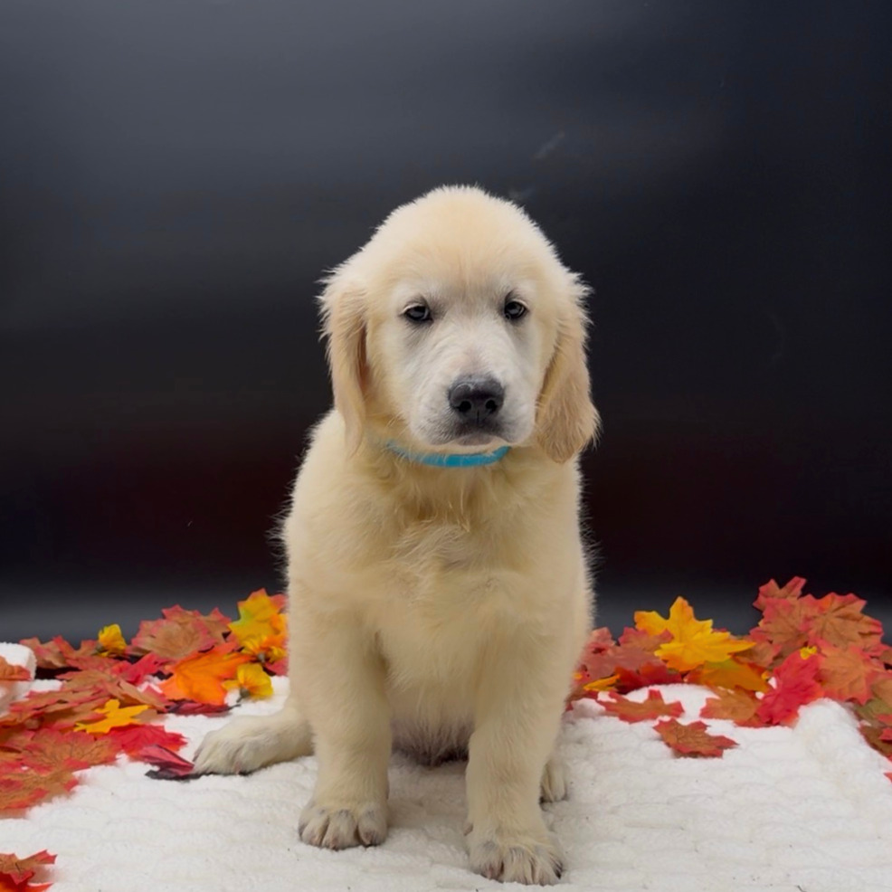 [#26505-02]  - Cream M Golden Retriever Puppies For Sale