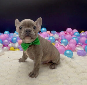 Petland Miami French Bulldog puppy available