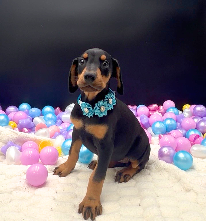 [#26248-04]  - Black / Rust F Doberman Pinscher Puppies For Sale