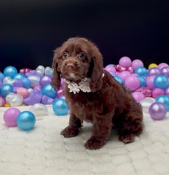[#26433-04]  - Chocolate F Cockapoo Puppies For Sale