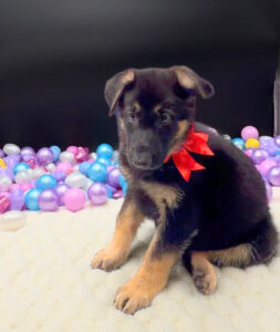 German Shepherd Dog