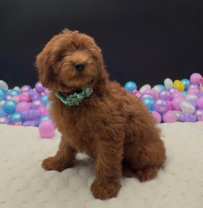 Goldendoodle