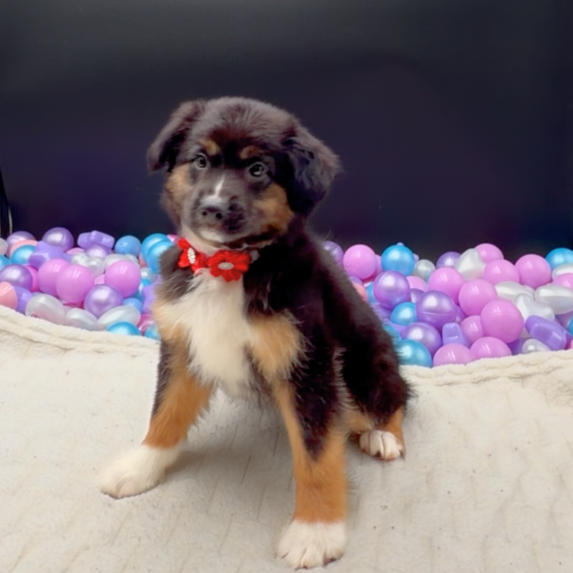 [#26454-03]  - Black F Miniature American Shepherd Puppies For Sale