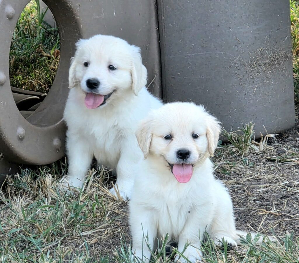 [#2619-08]  - Cream F Golden Retriever Puppies For Sale