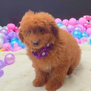 Petland Miami Goldendoodle puppy available