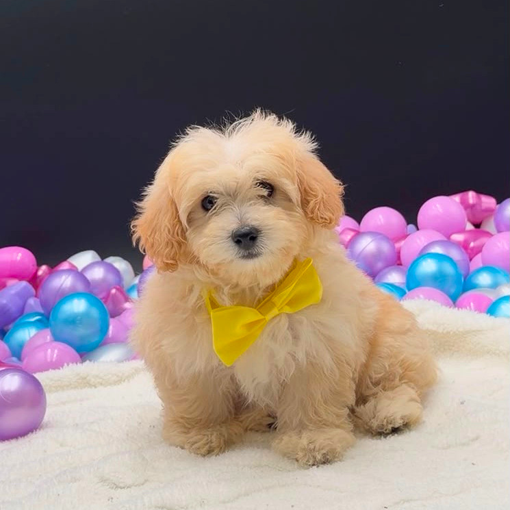 [#2698-02]  - Apricot F Poodle Toy Puppies For Sale