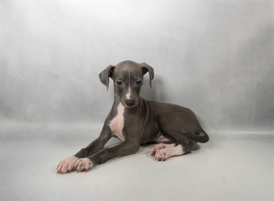 [#N07532]  - Blue F Italian Greyhound Puppies For Sale