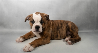 [#N09482]  - Red Brindle and White F Old English Bulldog Puppies For Sale