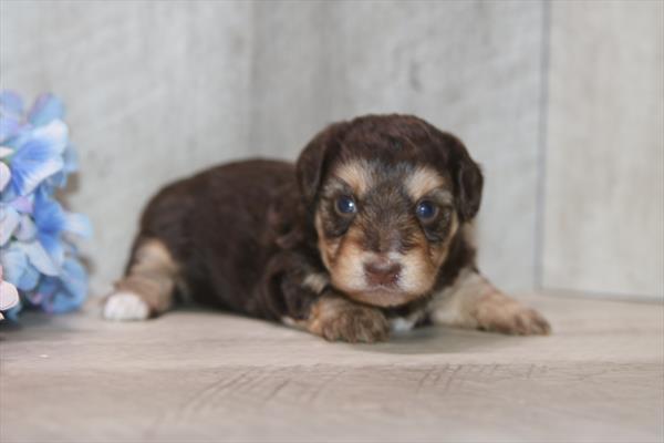 [#261636-03]  - Chocolate / Tan F Yorkiepoo Puppies For Sale