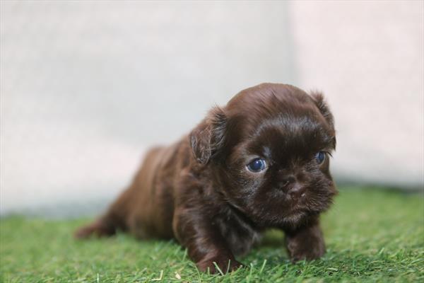 [#261540-06]  - Brown / White F Shih Tzu Puppies For Sale