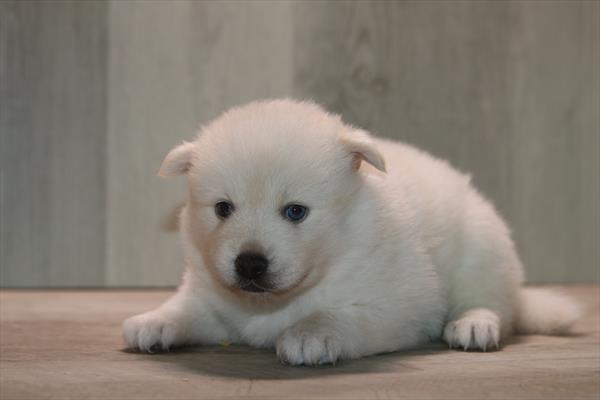 [#26245-03]  - Silver M Pomsky 2nd Gen Puppies For Sale