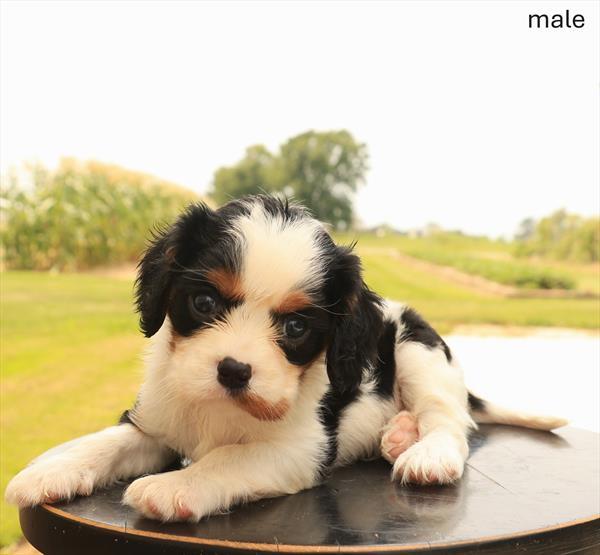 [#26462-02]  - Black White / Tan M Cavalier King Charles Spaniel Puppies For Sale