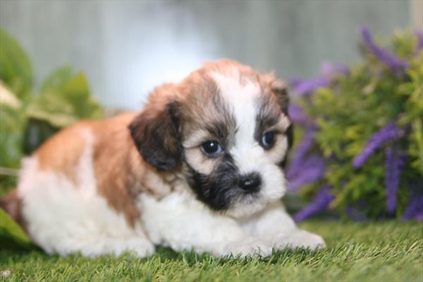[#261719-03]  - Brown / White M Teddy Bear Puppies For Sale