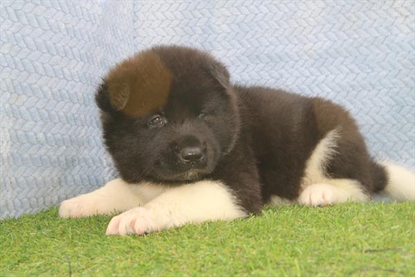 [#26272-03]  - Black / White M Akita Puppies For Sale