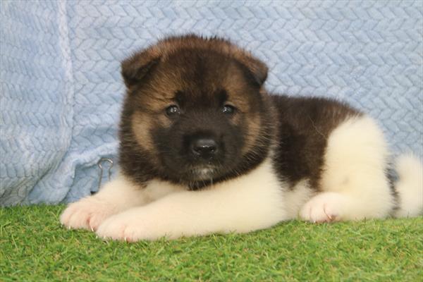 [#26273-08]  - Sable / White F Akita Puppies For Sale