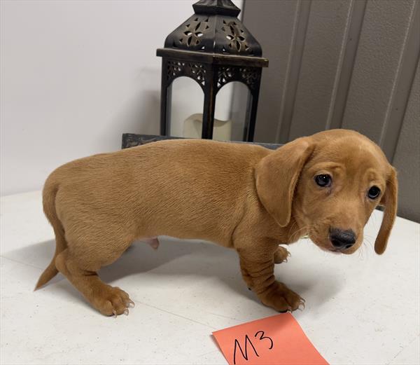 [#26490-01]  - Red M Dachshund Puppies For Sale