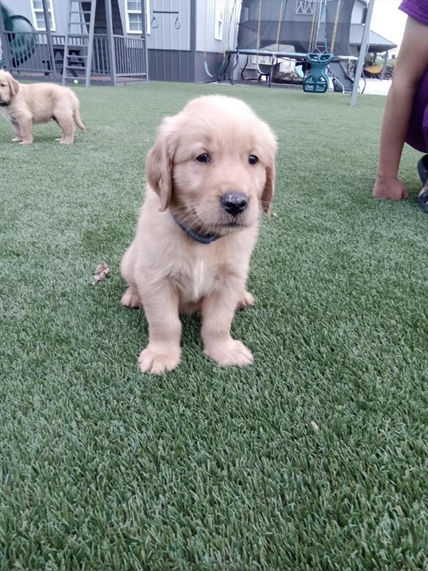 [#2689-02]  - Golden M Golden Retriever Puppies For Sale