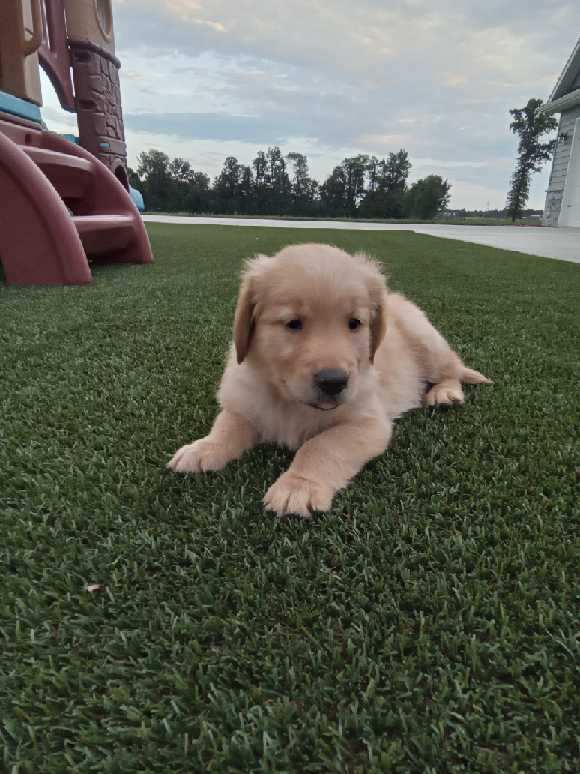 [#2689-03]  - Golden M Golden Retriever Puppies For Sale