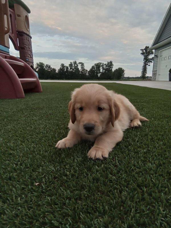 [#2689-04]  - Golden M Golden Retriever Puppies For Sale