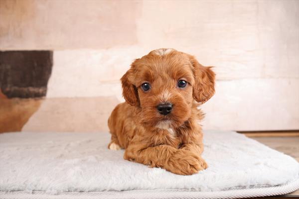 [#26240-01]  - Apricot M Cavapoo Puppies For Sale