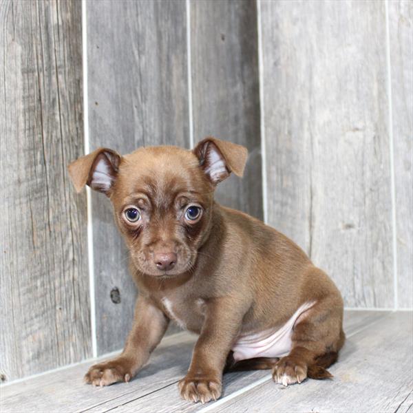[#26218-01]  - Chocolate M Chihuahua Puppies For Sale