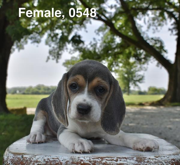 [#26511-02]  - Blue Tan / White F Beagle Puppies For Sale