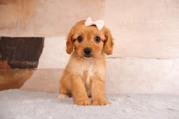 [#26249-06]  - Apricot F Cavapoo Puppies For Sale