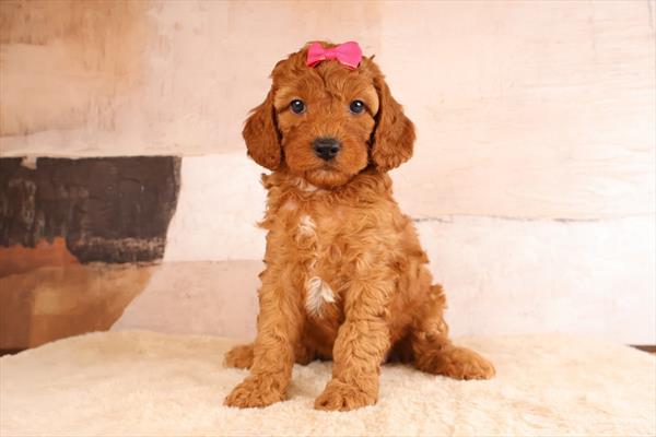 [#26251-05]  - Red F Cavapoo Puppies For Sale