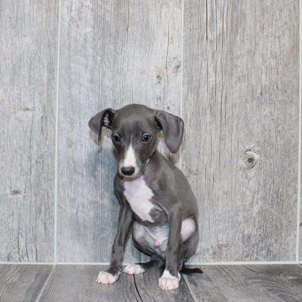 [#26221-04]  - Blue / White M Italian Greyhound Puppies For Sale