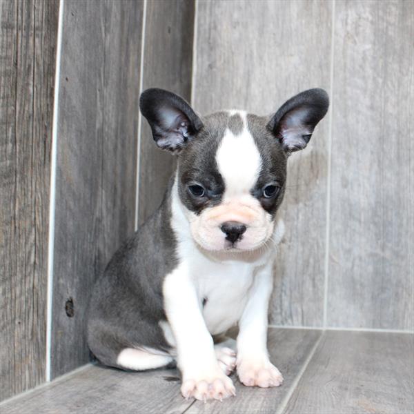 [#26220-01]  - Blue / White F Boston Terrier Puppies For Sale