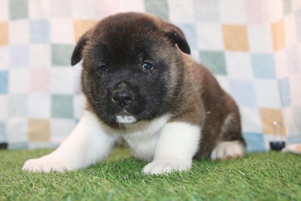 [#26287-04]  - Black / White M Akita Puppies For Sale