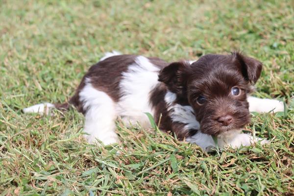 [#2696-02]  - Chocolate / White M Havanese Puppies For Sale
