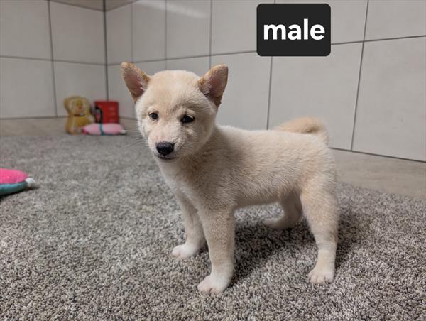 [#26522-01]  - Cream M Shiba Inu Puppies For Sale