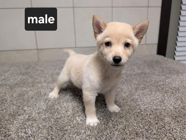 [#26522-02]  - Cream M Shiba Inu Puppies For Sale