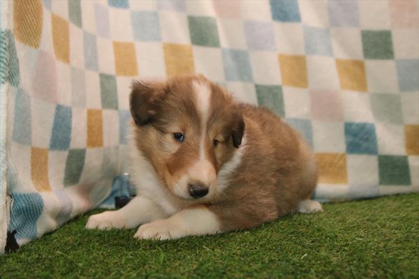 [#26286-02]  - Sable M Collie Puppies For Sale