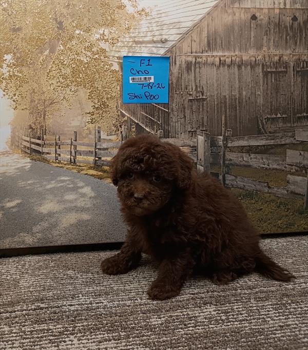 [#26526-05]  - Chocolate F ShihPoo Puppies For Sale