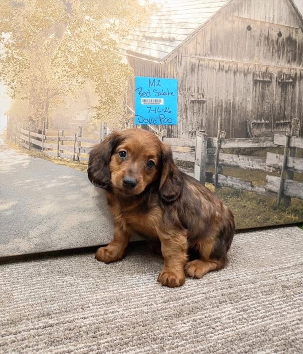 [#26528-02]  - Sable M Doxiepoo Puppies For Sale